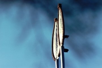 Pokot Kenya 1977